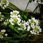 Ornithogalum thyrsoides Flower