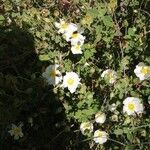 Cistus salviifoliusᱵᱟᱦᱟ