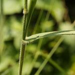 Urochloa trichopus Casca