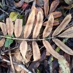 Sorbus domestica Feuille