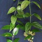 Critonia billbergiana