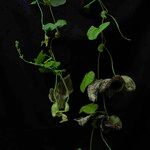 Aristolochia cymbifera Лист