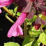 Salvia buchananii 花