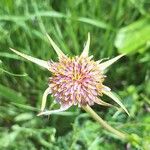 Tragopogon porrifolius Květ