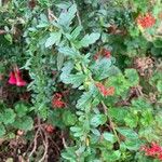 Cantua buxifolia Leaf