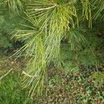 Pinus strobus Ліст