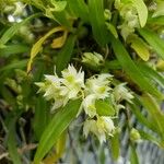 Dendrobium eriiflorum
