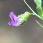 Lathyrus angulatus Květ