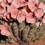 Hoodia gordonii Blüte