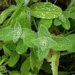 Salvia viridis Leaf