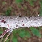 Rubus thibetanus Corteza