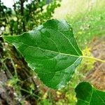 Populus nigra Folha