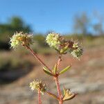 Chaetonychia cymosa Blüte