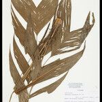 Geonoma macrostachys Лист