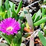 Carpobrotus virescens