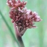 Juncus conglomeratus Flower