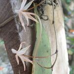 Aerangis arachnopus Flor