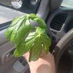 Podophyllum peltatum Fulla