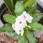 Catharanthus coriaceus Blüte