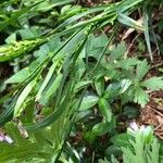 Carex scabrata Hoja