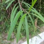 Sapium haematospermum Blad