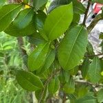 Ochna thomasiana Leaf