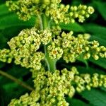 Rhus glabra പുഷ്പം