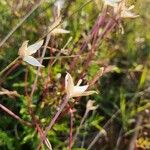 Conostomium quadrangulare Blomma