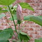 Hibiscus grandiflorus Çiçek