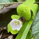 Oxalis acetosella Blad