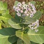 Calotropis gigantea Цвят