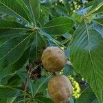 Aesculus glabra 果