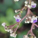 Vitex madiensis Flor
