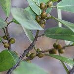Ficus craterostoma Fruto