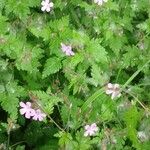 Geranium robertianum Flower