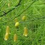 Asparagus officinalis Folha