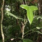 Anthurium subsignatum Other