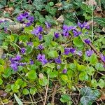 Viola odorata Συνήθη χαρακτηριστικά