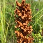 Orobanche elatior Žiedas