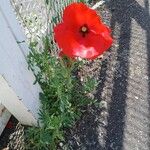 Papaver rhoeas Flower