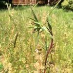 Clarkia amoena Leaf