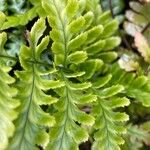 Dryopteris erythrosoraLeaf