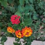 Lantana camaraBlomma