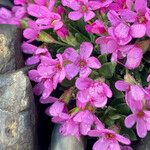 Androsace ciliata Flower