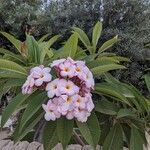 Plumeria rubraBlüte