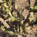 Commiphora schimperi Bark