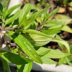 Monarda punctata Leaf