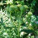 Inula spiraeifolia Kvet