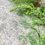 Elymus canadensis ফুল