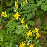 Genista tinctoria Buveinė